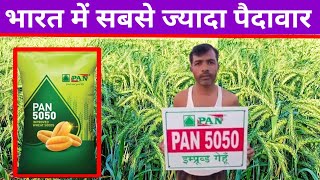 pan 5050 Gehu ki top variety ।। पान 5050 गेहूं की वैरायटी AmitBeejBhandarM [upl. by Ardeahp]