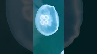 Blue Jellyfish  shortsfeed shortvideo baby shortsviral jellyfish fishshorts ocean [upl. by Attenat]