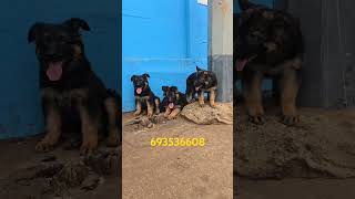 chiots berger allemand [upl. by Enalda]