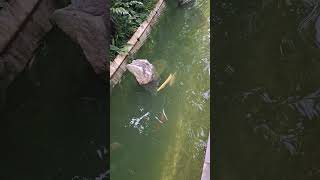 Amazing and Energetic Arowana Fish shortvideo gardensbythebay arapaiminae osteoglossinae [upl. by Pauly]