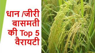 धान जीरी बासमती चावल की उन्नत किस्मे top 5 varieties of paddy rice farming [upl. by Lyman]