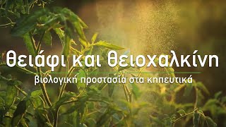 🍀 Θειάφι και Θειοχαλκίνη Βιολογική Προστασία στα Κηπευτικά  Τα Μυστικά του Κήπου [upl. by Humfried]