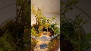 Whimsical Moss Terrarium  Mini Fairy Garden Vibes moss terrarium mossterrarium ytshorts [upl. by Ardle187]