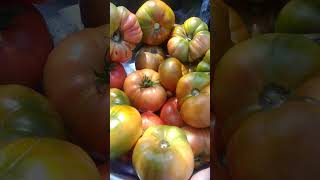 My Villages Beautiful tomatos 🍅🍅village villagelife cooking yt viralvideo ytshorts shorts [upl. by Aimas]