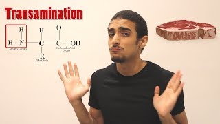 Overview on Amino acid metabolism شرح بالعربي لمصير الأمينو أسيد [upl. by Catima24]