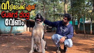 ഇതിൽ ഏത് GUARD DOG ആണ് ഇഷ്ടപ്പെട്ടത്   Vickies Greeny [upl. by Belldas]