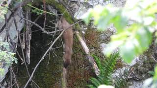 Stoat on the prowl Wren alarm calls [upl. by Aitekram231]