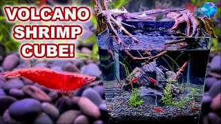 HOW TO SET UP A SHRIMP TANK SHRIMP VOLCANO [upl. by Stanwinn]