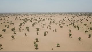 A fragile Great Green Wall for Africa • FRANCE 24 English [upl. by Htez]