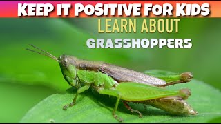 Learn About Grasshoppers  Nature Video For Kids [upl. by Aynatan]