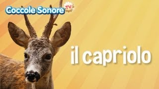 Il capriolo  Documentari per bambini di Coccole Sonore [upl. by Carter918]