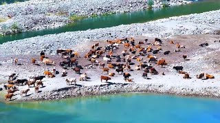 Majestic autumn livestock migration begins in Xinjiang [upl. by Nivrae340]