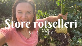 31 tips til store rotselleri [upl. by Alegna896]