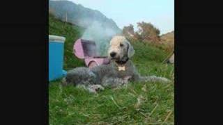 BEDLINGTON TERRIER MOVIE [upl. by Aled]