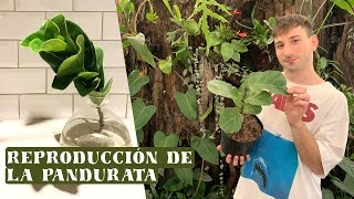 Tutorial para reproducir la pandurata o ficus lyrata [upl. by Lister119]