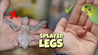 The Complete Guide to Budgie Splayed Legs [upl. by Ahsad]