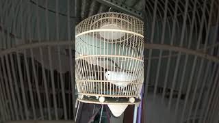 BURUNG PUTER ALBINO LOKAL MATA MERAH [upl. by Yerffeg]