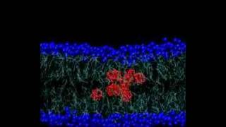 Fullerenes through the membrane [upl. by Constanta739]