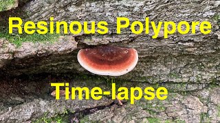 Resinous Polypore Mushroom Timelapse [upl. by Idnyl88]