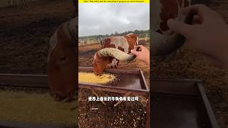 The cow with the longest horn in the world।😱shortvideo amazingfacts [upl. by Marguerie15]