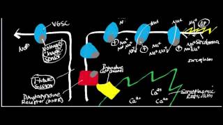 Cardiac Muscle Physiology T Tubules and Calciuminduced Calcium Release [upl. by Hawk]