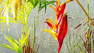 How to grow and take care of Heliconia Psittacorum [upl. by Amathist]