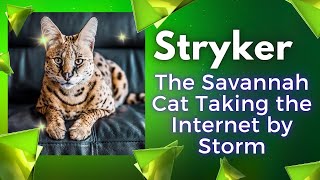 quot Stryker quotThe Savannah Cat Taking the Internet by Stormquot😸savannahsavannahcatscatcatscatshorts [upl. by Ecitsuj]