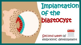 Implantation of the blastocyst  Week 2 of embryonic development  Developmental biology [upl. by Cirdec]