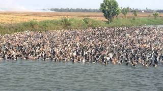 Herding Millions of Ducks [upl. by Ledba]