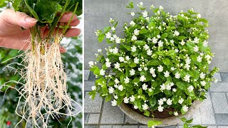 How to propagate Mogra Plant for many roots Bring a sweet fragrance to your garden [upl. by Sivam64]