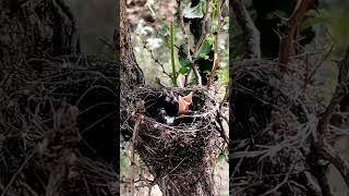 Exploring the Enchanting World of Himalayan Bulbul Bird babies Natures Marvels Unveiled [upl. by Kwarteng272]