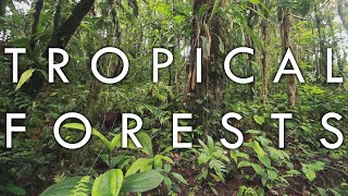 Tropical Rainforest and Tropical Seasonal Forest  Biomes1 [upl. by Teuton]