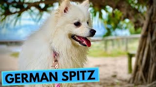 German Spitz  TOP 10 Interesting Facts [upl. by Aisylla]