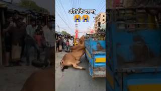 New Qurbani treading song qurbani song qurbanistatus shorts [upl. by Floris]