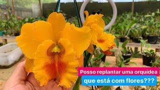 COMO PLANTAR ORQUÍDEAS COM FLORES [upl. by Laertnom]