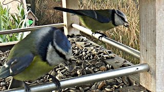 Mon jardin paradis des oiseaux 03 [upl. by Nonad]