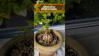 Диоскорея элефантипс Dioscorea elephantipes [upl. by Kassi]