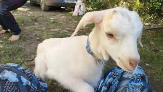 How to support a baby goat to start walking again We suspect him to be infected with CAE 🐐❤️❤️ [upl. by Asertal]