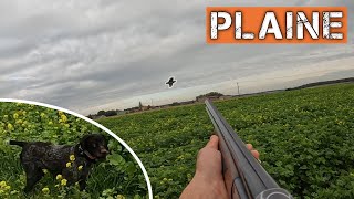 CHASSE en plaine aux PERDRIX et FAISANS avec les CHIENS [upl. by Dix]