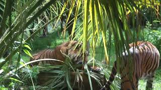 Asim and Gaysha Asim Sumatran Tiger Panthera Tigris Sumatrae Tiger Territory London Zoo London [upl. by Aaberg118]