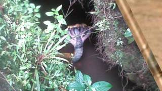 FAKE IMAGES  Five headed snake found in india [upl. by Eolhc696]