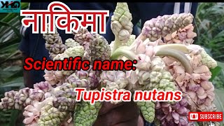 नाकिमा सब्जी जड़ी बूटी Nakima or Tupistra nutans [upl. by Yrrep762]