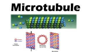 Microtubules and microfilaments  assembly and function [upl. by Oirad]