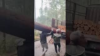 The process of carrying pine wood onto the truck [upl. by Sheridan]