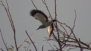 Woodland kingfisher Halcyon senegalensis at Djuma Waterhole [upl. by Ikeda]