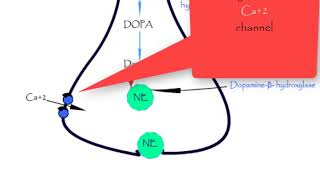 Norepinephrine synthesis storage release reuptake metabolismepinephrine Dopamine Adrenergic [upl. by Einrae927]