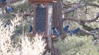 Pinyon Jays Coaldale CO [upl. by Constanta]