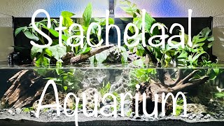 Teil 1 Stachelaal Aquarium aquaristik [upl. by Eerdua519]