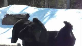 REACTION VIDEO  quotTed Bear 2quot  Ted quotKillsquot It With His Puns [upl. by Estis]