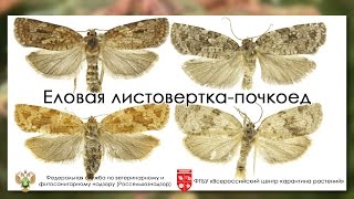 Еловая листоверткапочкоед Choristoneura fumiferana Clemens [upl. by Brink]